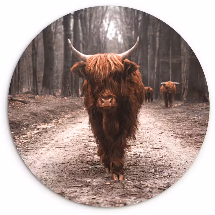 Schotse hooglander - Bos - Koe - Dieren - Natuur Wandcirkel kunststof plaat 5mm dik klein -3d