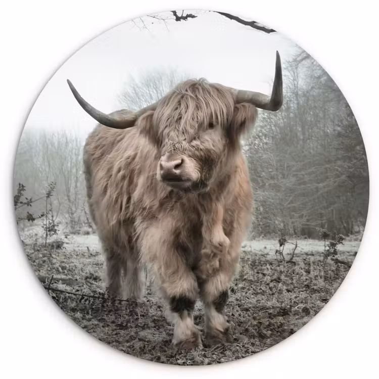 Schotse Hooglander - Bos - Mist - Koe - Dieren - Natuur Wandcirkel kunststof plaat 5mm dik klein -3d
