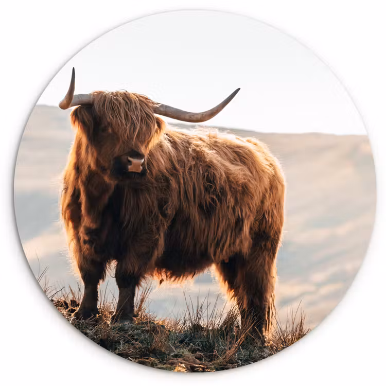 Schotse hooglander - Dieren - Landelijk - Landschap - Koe - Natuur Wandcirkel kunststof plaat 5mm dik klein -3d