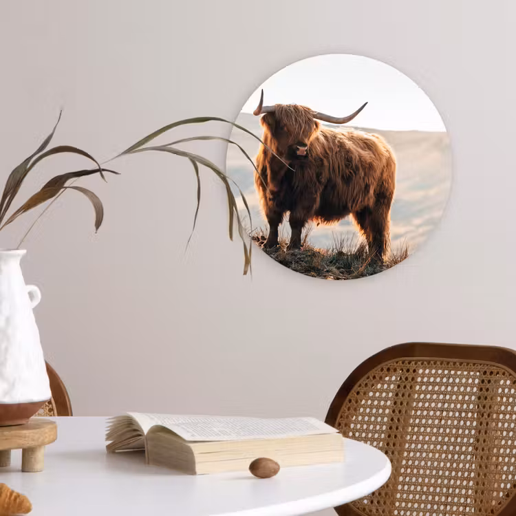 Schotse hooglander - Dieren - Landelijk - Landschap - Koe - Natuur Wandcirkel kunststof plaat 5mm dik klein -sfeer4