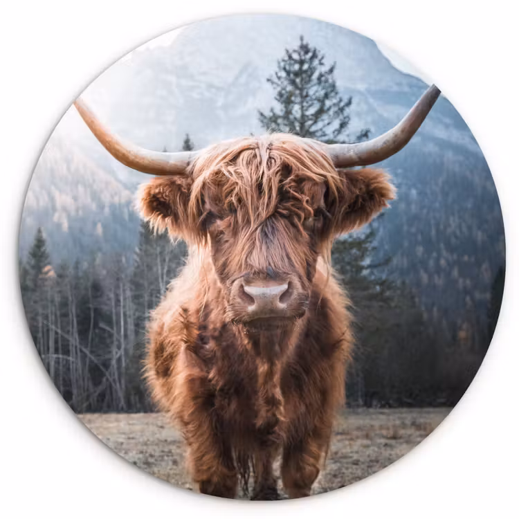 Schotse hooglander - Koe - Dieren - Berg - Natuur Wandcirkel kunststof plaat 5mm dik klein -3d