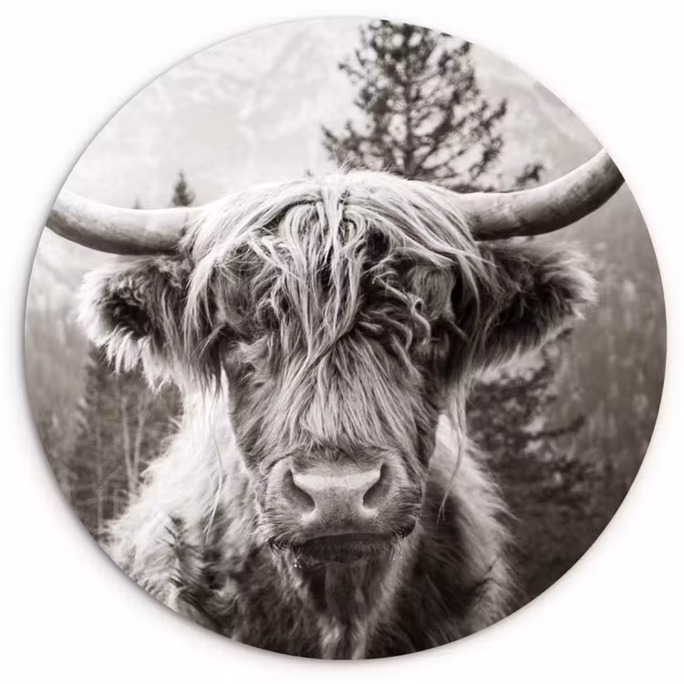 Schotse hooglander - Koe - Dieren - Zwart - Wit Wandcirkel kunststof plaat 5mm dik klein -3d