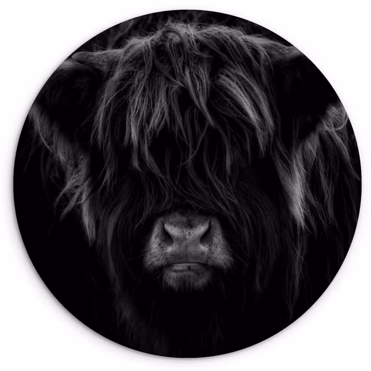 Schotse hooglander - Koe - Zwart - Wit - Dieren Wandcirkel kunststof plaat 5mm dik klein -3d