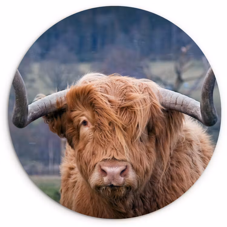 Schotse Hooglander - Koeienkop - Landschap - Natuur - Koe Wandcirkel kunststof plaat 5mm dik klein -3d