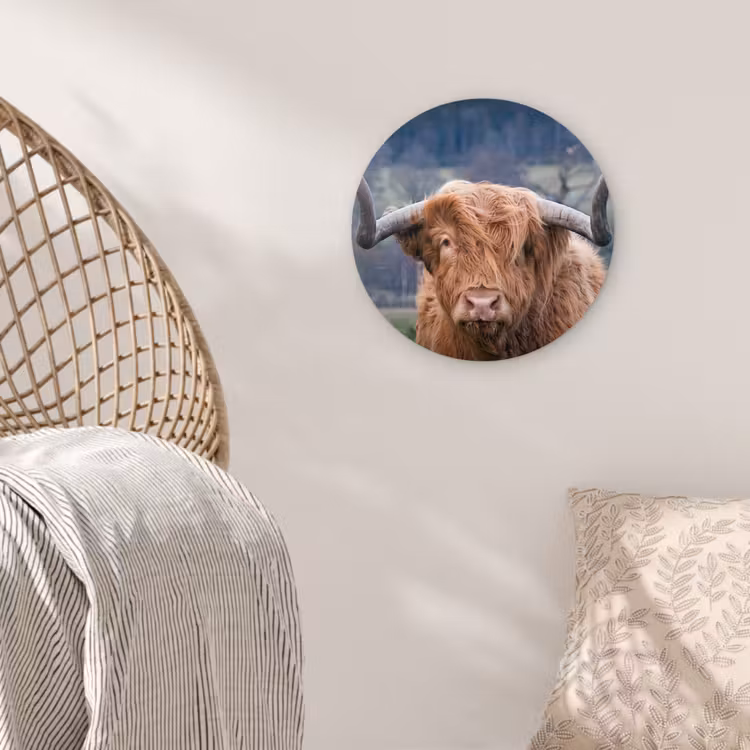 Schotse Hooglander - Koeienkop - Landschap - Natuur - Koe Wandcirkel kunststof plaat 5mm dik klein -sfeer5