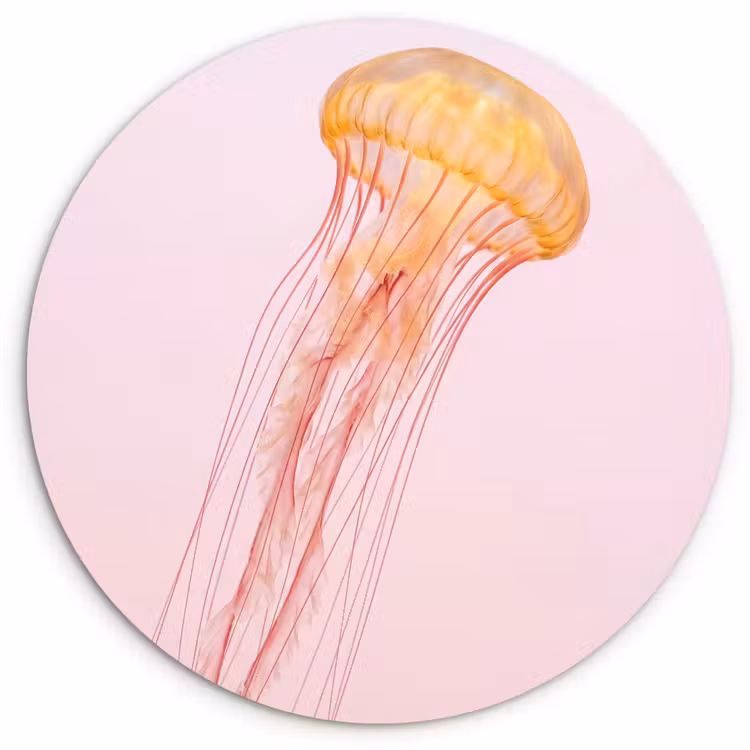Sierlijk - Kwal - Roze Wandcirkel kunststof plaat 5mm dik klein -3d