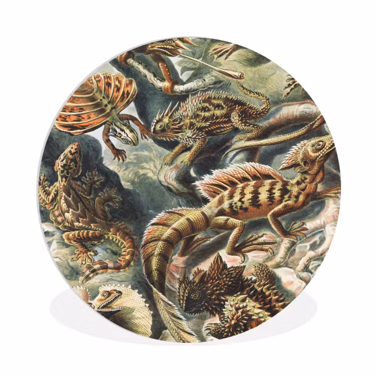 Vintage - Kunst - Ernst Haeckel - Tuinposter - Tuin Wandcirkel kunststof plaat 5mm dik klein -3d