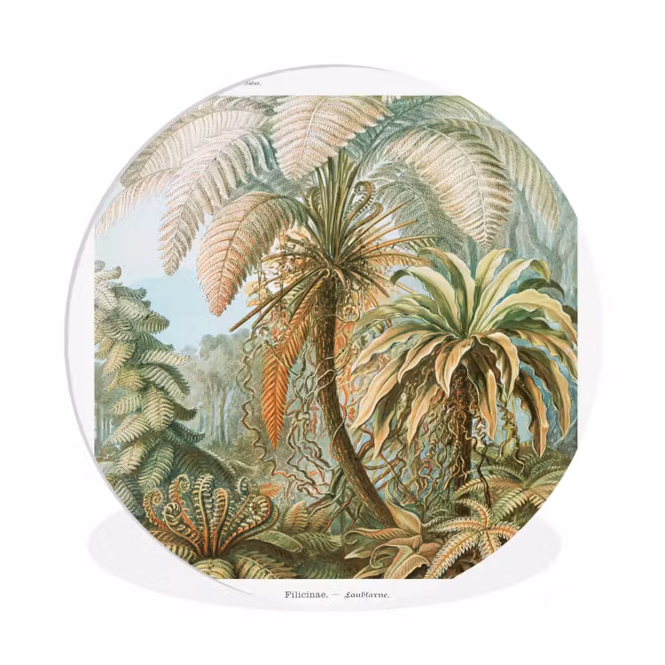Filicinae - Tuindecoratie - Tuinposter - Vintage - Oude meesters Wandcirkel kunststof plaat 5mm dik klein -3d