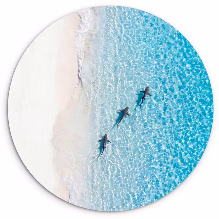 Vis - Oceaan - Strand - Turquoise - Natuur Wandcirkel kunststof plaat 5mm dik klein -3d