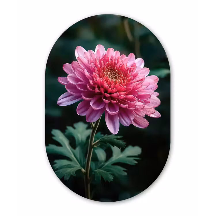Blad - Chrysant - Roze - Schaduw Wandcirkel Ovaal Forex klein -3d
