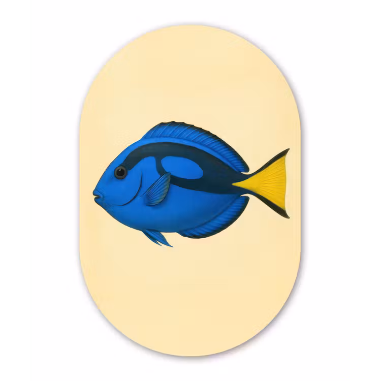 Blauw - Dory - Vis - Staartvin Wandcirkel Ovaal Forex klein -3d