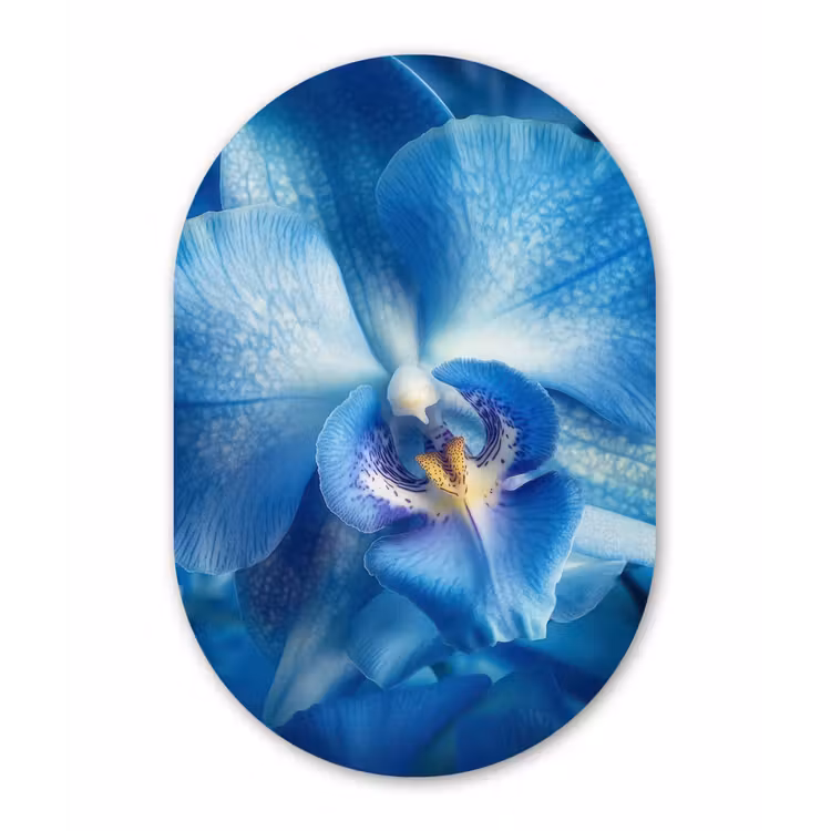 Blauw - Orchidee - Elegeant Wandcirkel Ovaal Forex klein -3d