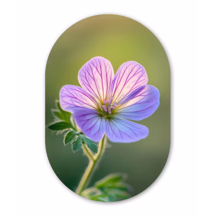 Bloem - Close up - Paars Wandcirkel Ovaal Forex klein -3d