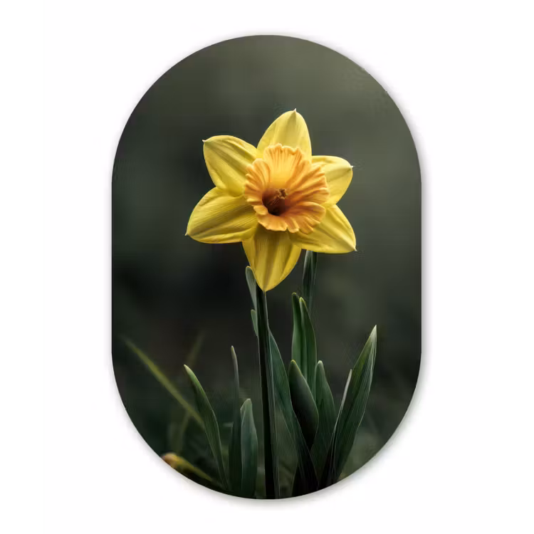 Bloem - Narcis - Gras - Geel Wandcirkel Ovaal Forex klein -3d