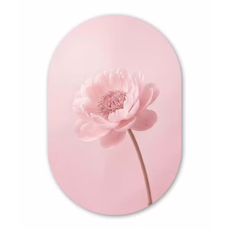 Bloem - Pioenroos - Roze Wandcirkel Ovaal Forex klein -3d