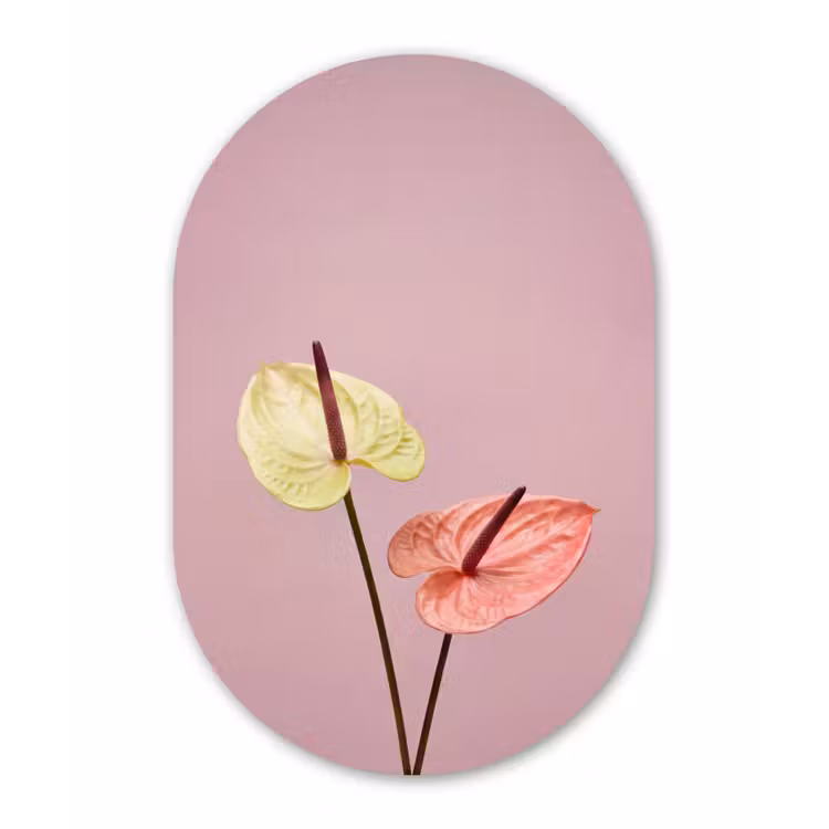 Bloemen - Anthuriums - Geel - Roze Wandcirkel Ovaal Forex klein -3d