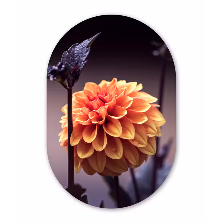 Bloemen - Chrysant - Macro - Planten Wandcirkel Ovaal Forex klein -3d