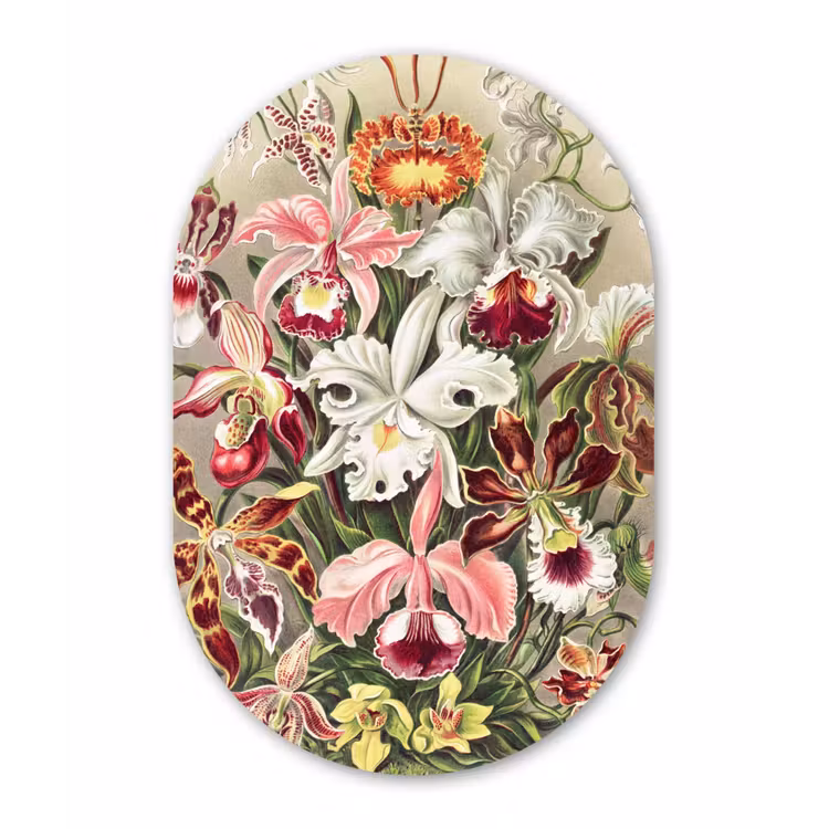Bloemen - Ernst Haeckel - Vintage - Orchidee Wandcirkel Ovaal Forex klein -3d