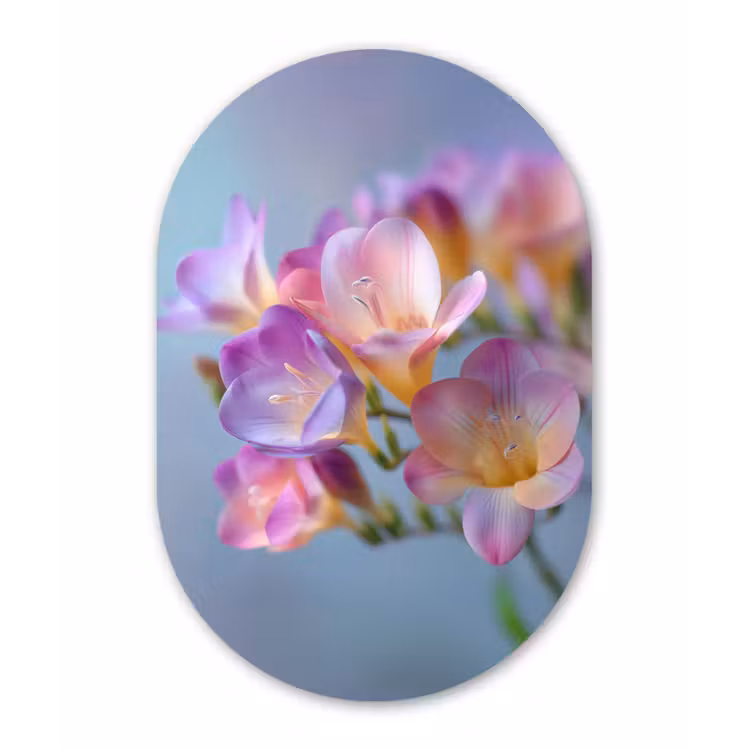 Bloemen - Paars - Overloop - Meeldraden Wandcirkel Ovaal Forex klein -3d