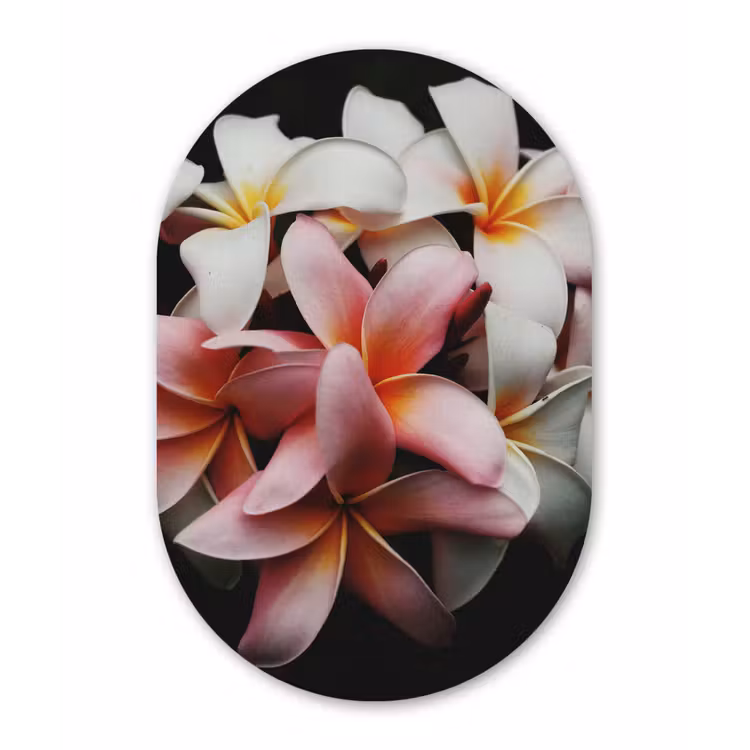 Bloemen - Roze - Zwart - Flora - Botanisch Wandcirkel Ovaal Forex klein -3d