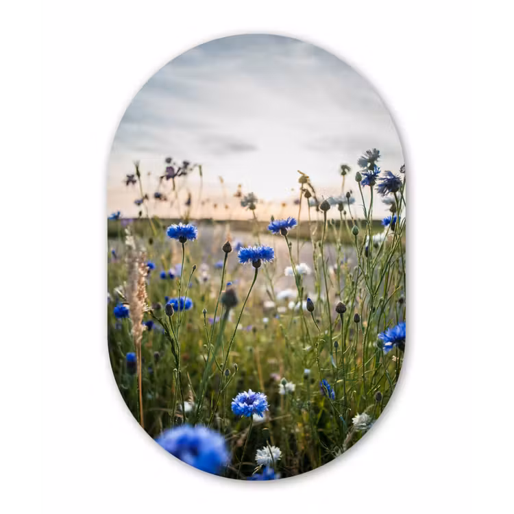Bloemen - Zomer - Korenbloem - Blauw - Zon - Wolken Wandcirkel Ovaal Forex klein -3d