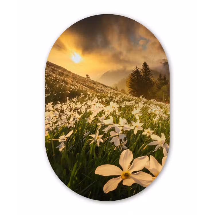 Bloemenveld - Heuvels - Zonsondergang - Berg - Natuur - Wit Wandcirkel Ovaal Forex klein -3d