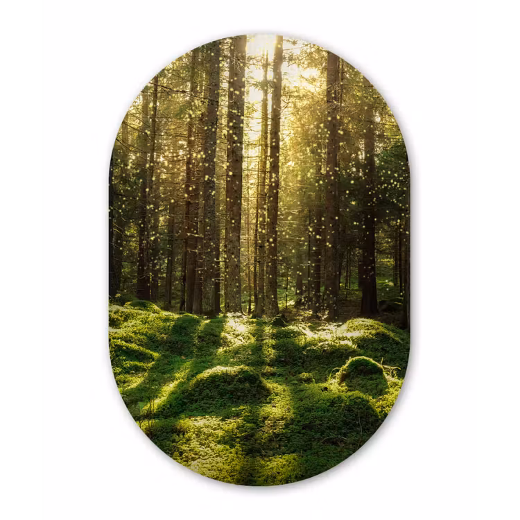 Bomen - Bos - Mos - Planten - Zon - Natuur Wandcirkel Ovaal Forex klein -3d
