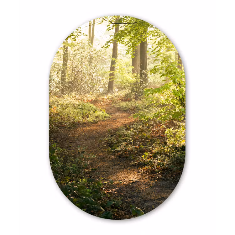 Bos - Bomen - Pad - Zon - Planten - Bladeren - Natuur Wandcirkel Ovaal Forex klein -3d