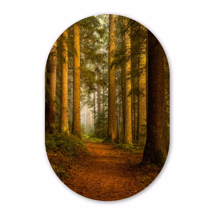 Bos - Natuur - Bomen - Landschap - Bladeren Wandcirkel Ovaal Forex klein -3d