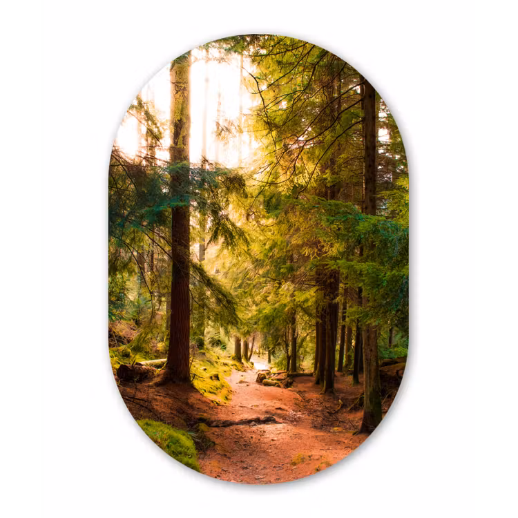 Bos - Pad - Bomen - Groen - Zon - Natuur Wandcirkel Ovaal Forex klein -3d