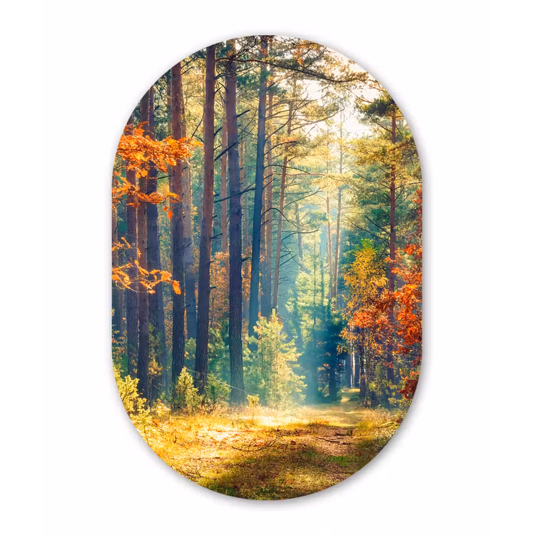 Bos - Zon - Natuur - Herfst Wandcirkel Ovaal Forex klein -3d