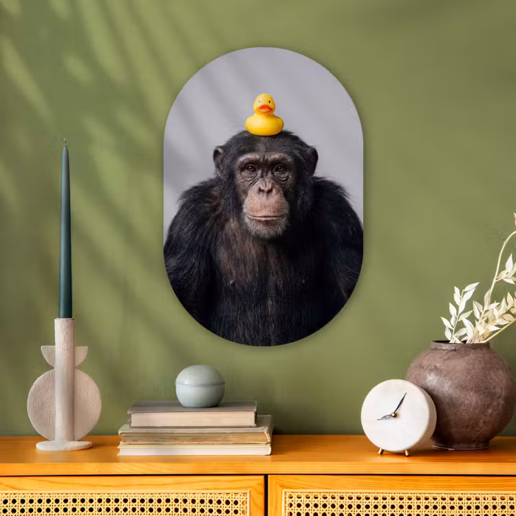 Chimpansee - Badeend - Grijs Wandcirkel Ovaal Forex klein -sfeer2