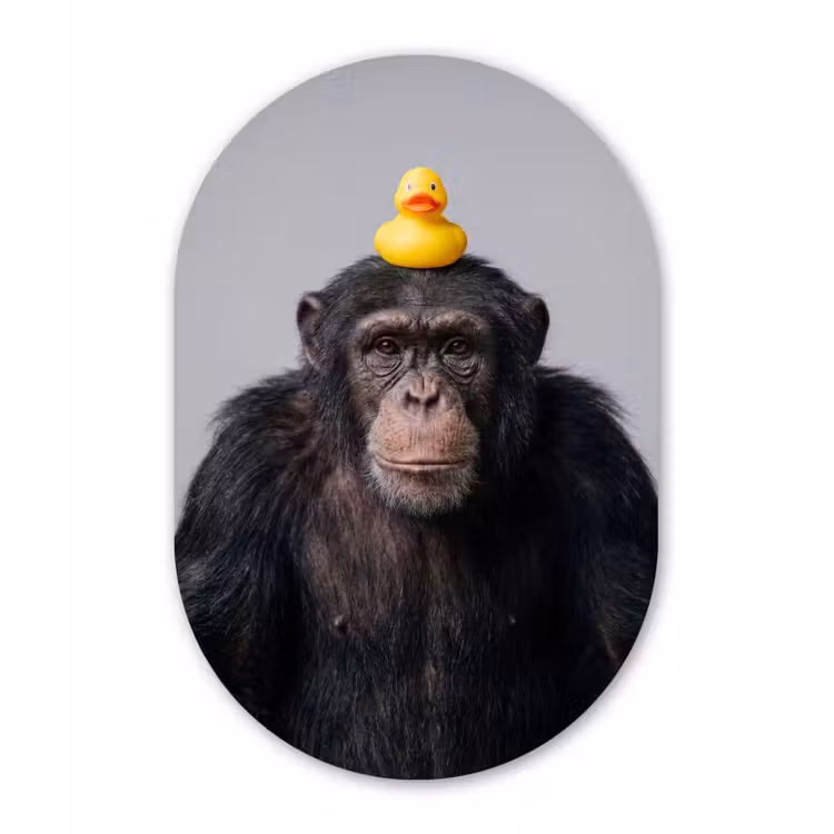Chimpansee - Badeend - Grijs Wandcirkel Ovaal Forex klein -3d