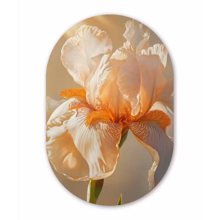 Close up - Oranje - Iris Wandcirkel Ovaal Forex klein -3d