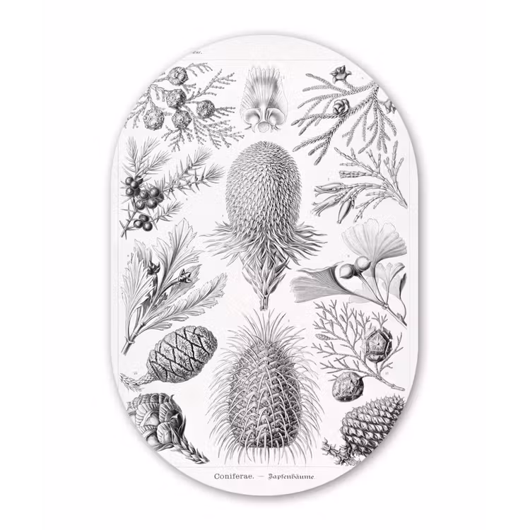 Coniferen - Ernst Haeckel - Kunst - Retro Wandcirkel Ovaal Forex klein -3d