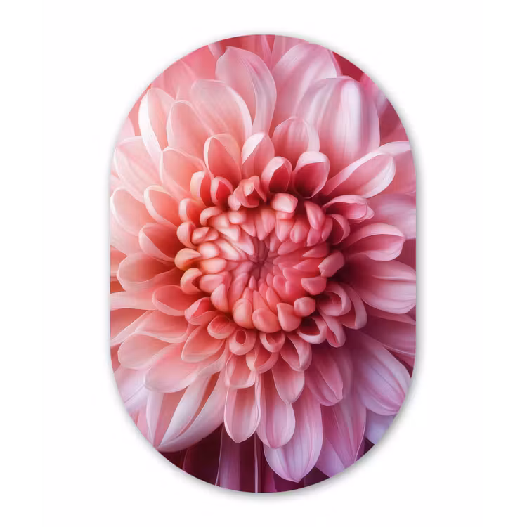 Dahlia - Bloem - Close up - Roze Wandcirkel Ovaal Forex klein -3d