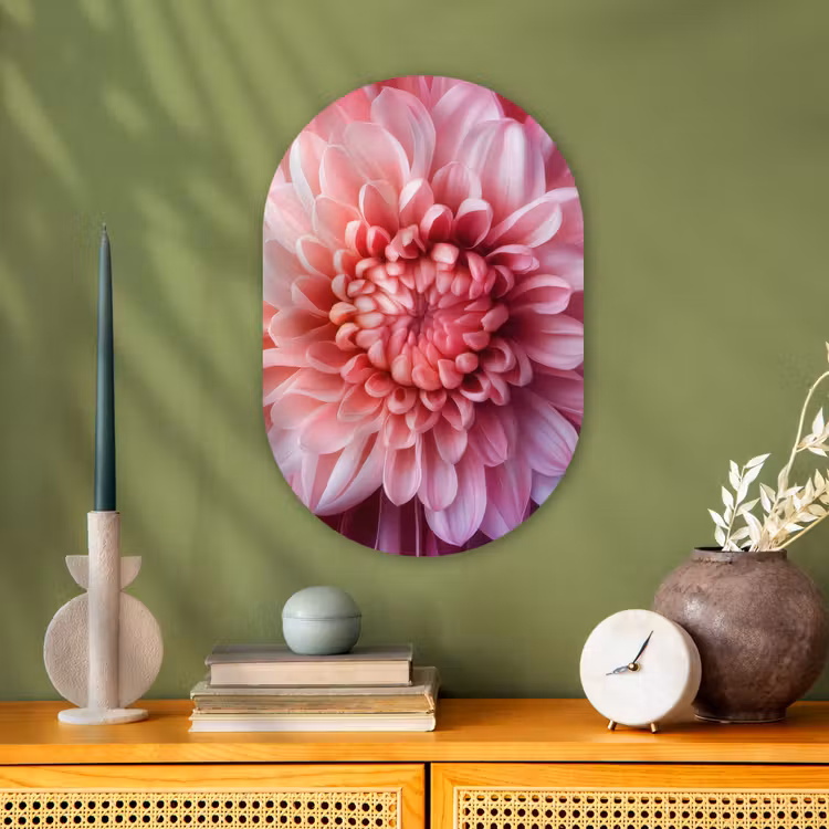 Dahlia - Bloem - Close up - Roze Wandcirkel Ovaal Forex klein -sfeer2