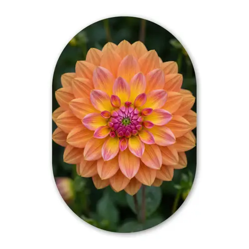 Dahlia - Bloem - Oranje Wandcirkel Ovaal Forex klein -3d