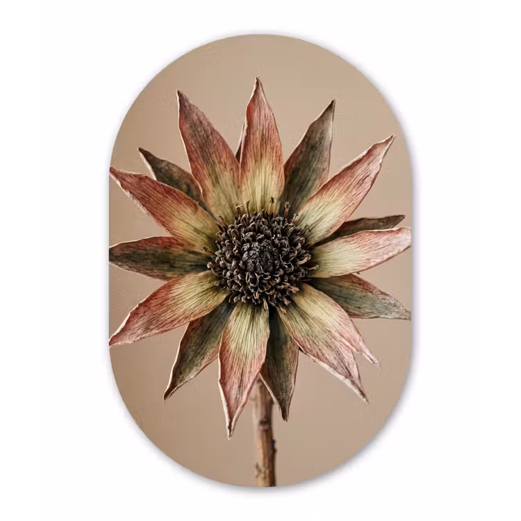 Droogbloem - Protea - Vintage - Beige - Rustiek Wandcirkel Ovaal Forex klein -3d