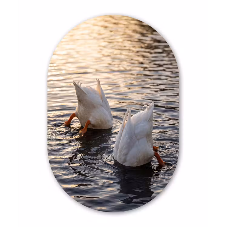 Eenden - Water - Natuur Wandcirkel Ovaal Forex klein -3d