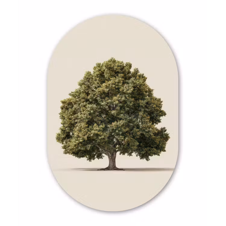 Eikenboom - Groen - Lichte achtergrond Wandcirkel Ovaal Forex klein -3d