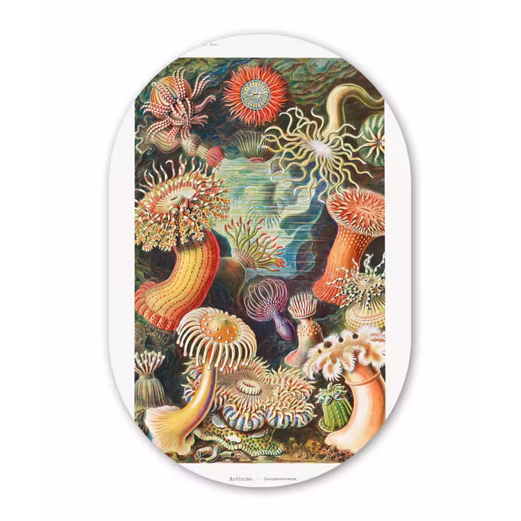 Ernst Haeckel - Anemoon - Retro - Actinae Wandcirkel Ovaal Forex klein -3d