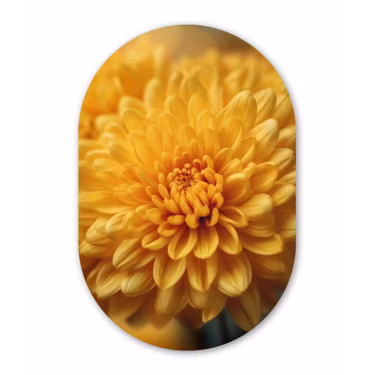 Geel - Chrysant - Zachtheid Wandcirkel Ovaal Forex klein -3d