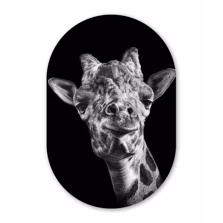 Giraffe - Dier - Zwart - Wit Wandcirkel Ovaal Forex klein -3d
