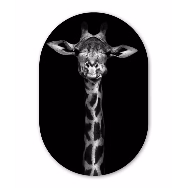 Giraffe - Portret - Dieren - Zwart - Wit Wandcirkel Ovaal Forex klein -3d