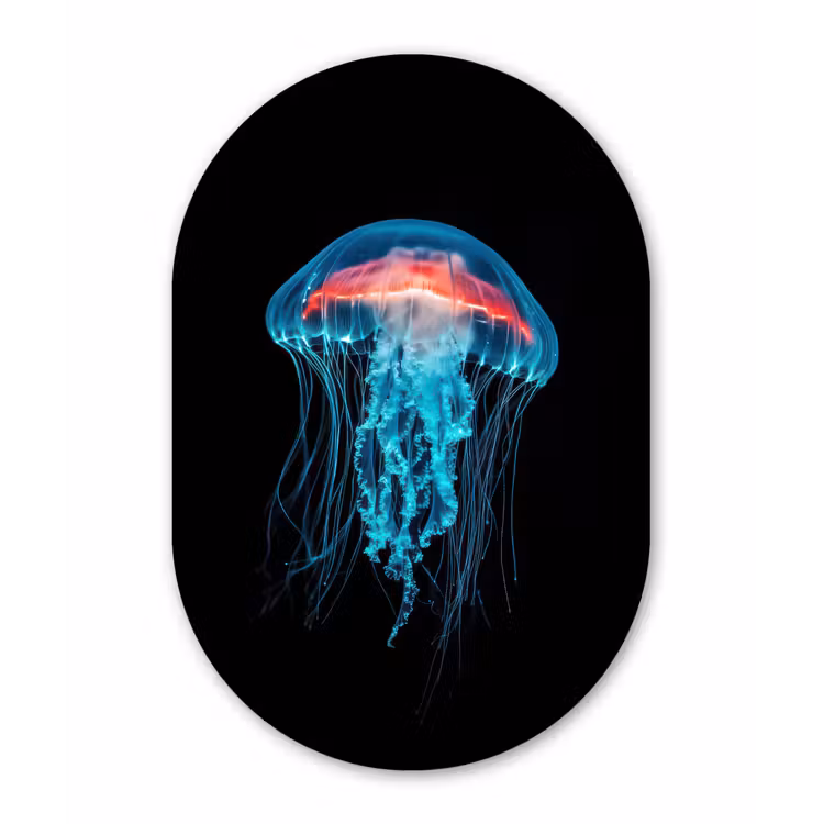 Kwal - Tentakels - Blauw - Licht Wandcirkel Ovaal Glas middel -3d