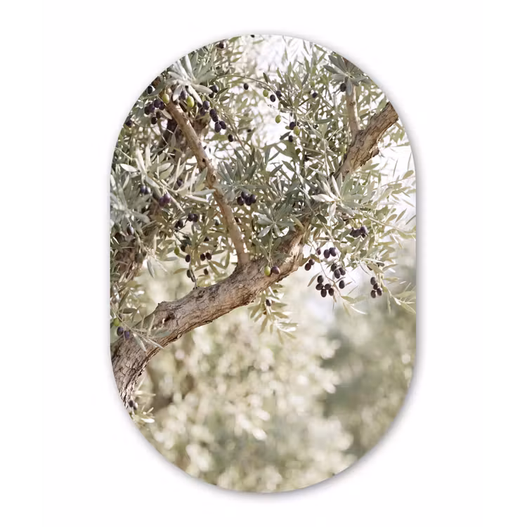 Muurovaal glas - Olijfboom - tak - groen - Olijfboom - tak - groen Wandcirkel Ovaal Glas middel