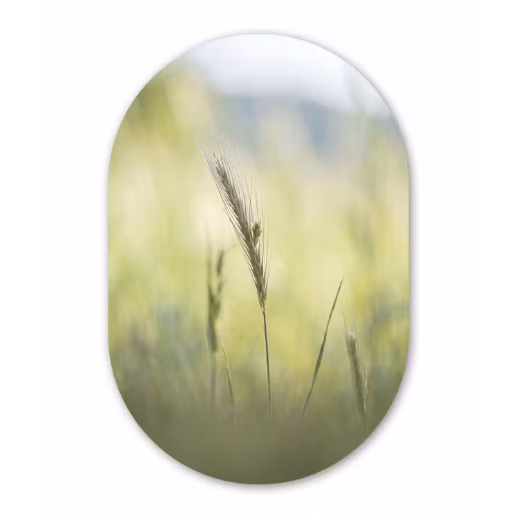 Graan - Aar - Natuur - Groen - Detail Wandcirkel Ovaal Forex klein -3d