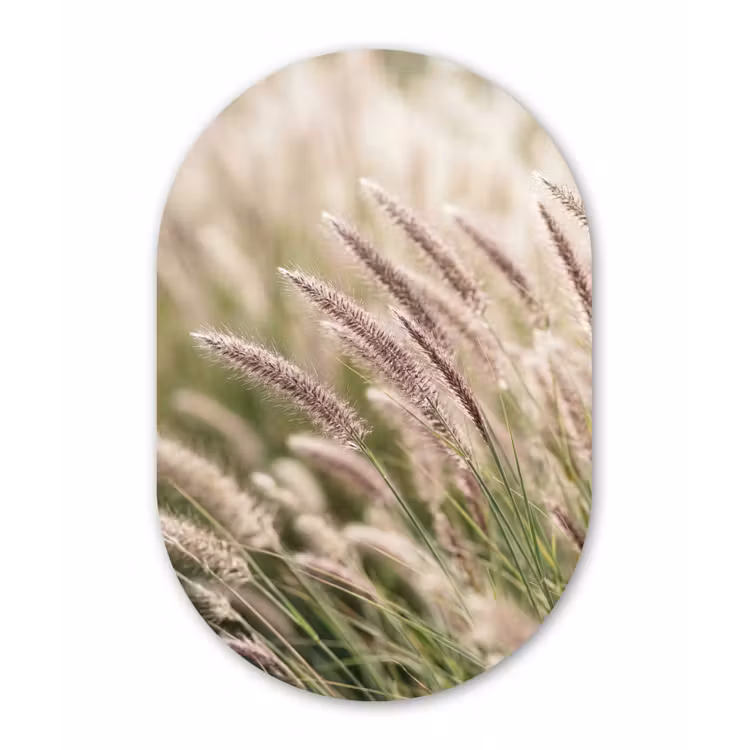 Gras - Close up - Groen Wandcirkel Ovaal Forex klein -3d