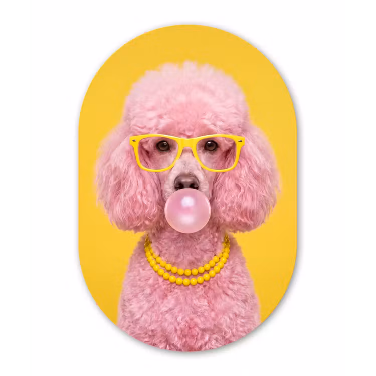 Hond - Kauwgum - Dieren - Modern - Roze Wandcirkel Ovaal Forex klein -3d
